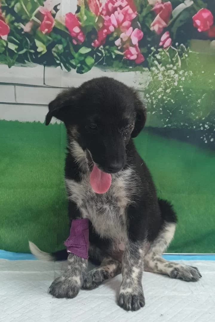 Bella, Negru female puppy Mixed Breed for adoption at ASPA București — Catalog Câini