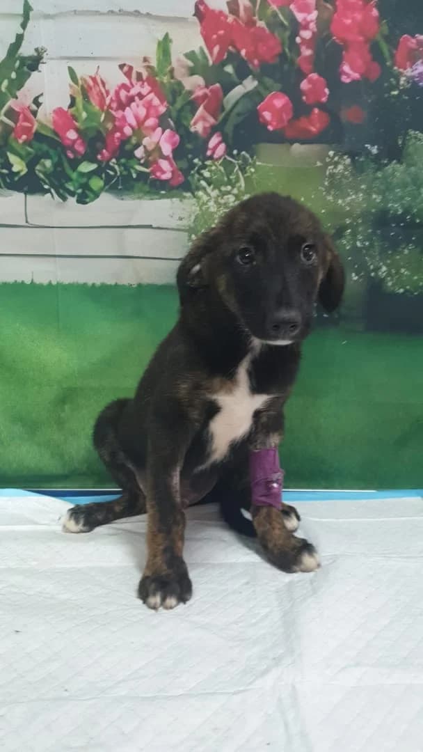 Echo, Negru male puppy Mixed Breed for adoption at ASPA București — Catalog Câini