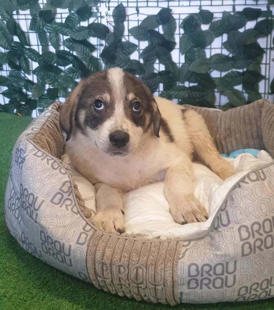 Harley, Alb male puppy Mixed Breed for adoption at ASPA București — Catalog Câini