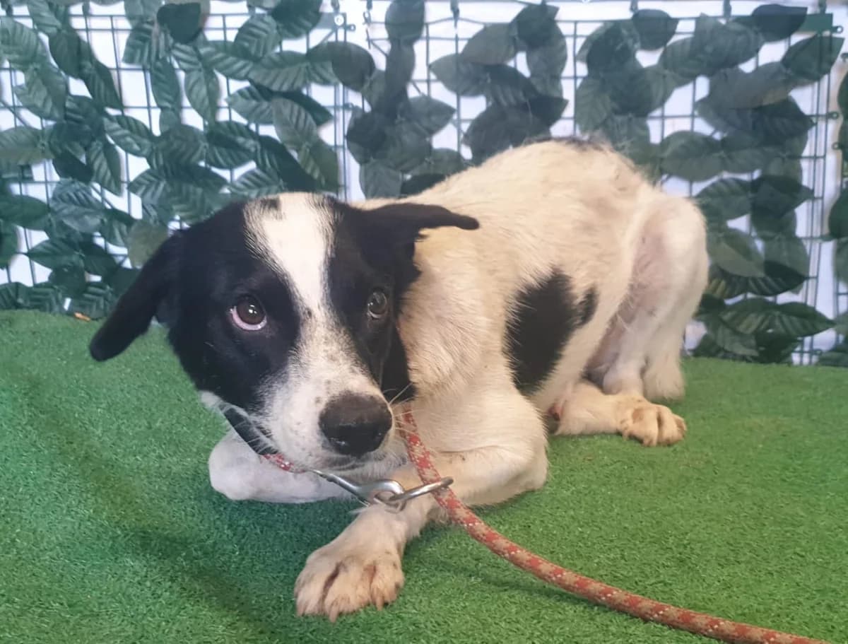 Nala, Alb female young Mixed Breed for adoption at ASPA București — Catalog Câini
