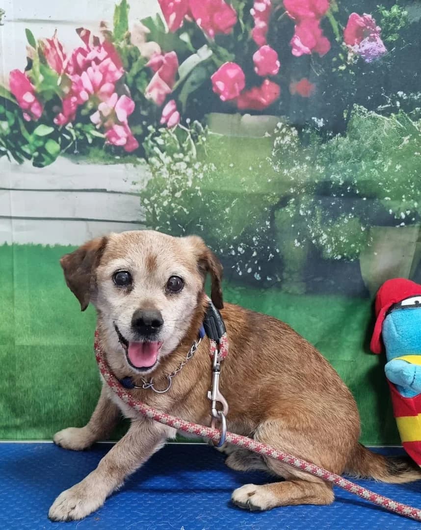Berci, Bej male senior Mixed Breed for adoption at ASPA București — Catalog Câini