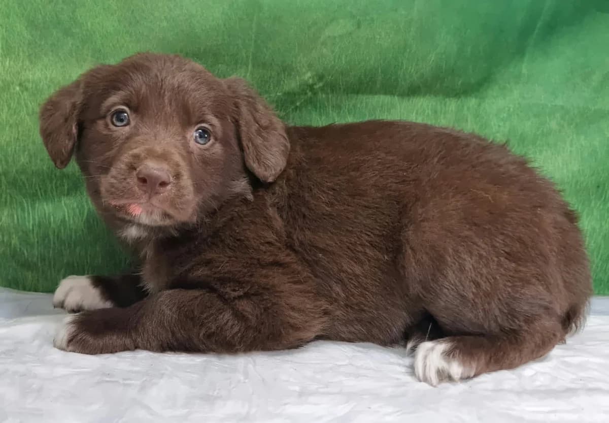Camelia, Alb female puppy Mixed Breed for adoption at ASPA București — Catalog Câini