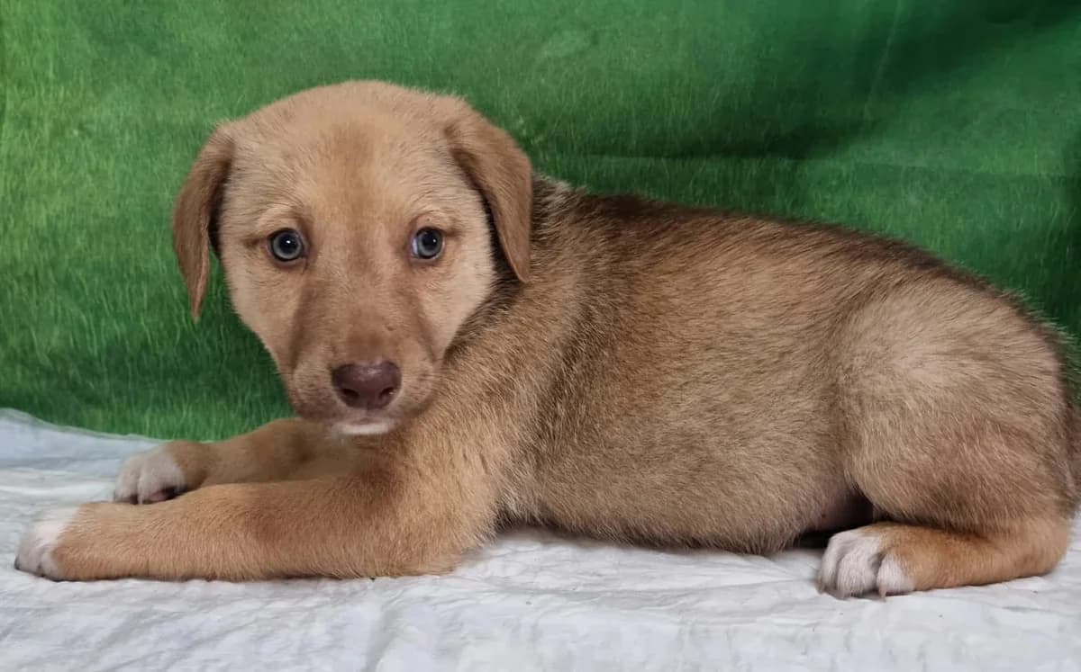 Dumi, Bej male puppy Mixed Breed for adoption at ASPA București — Catalog Câini