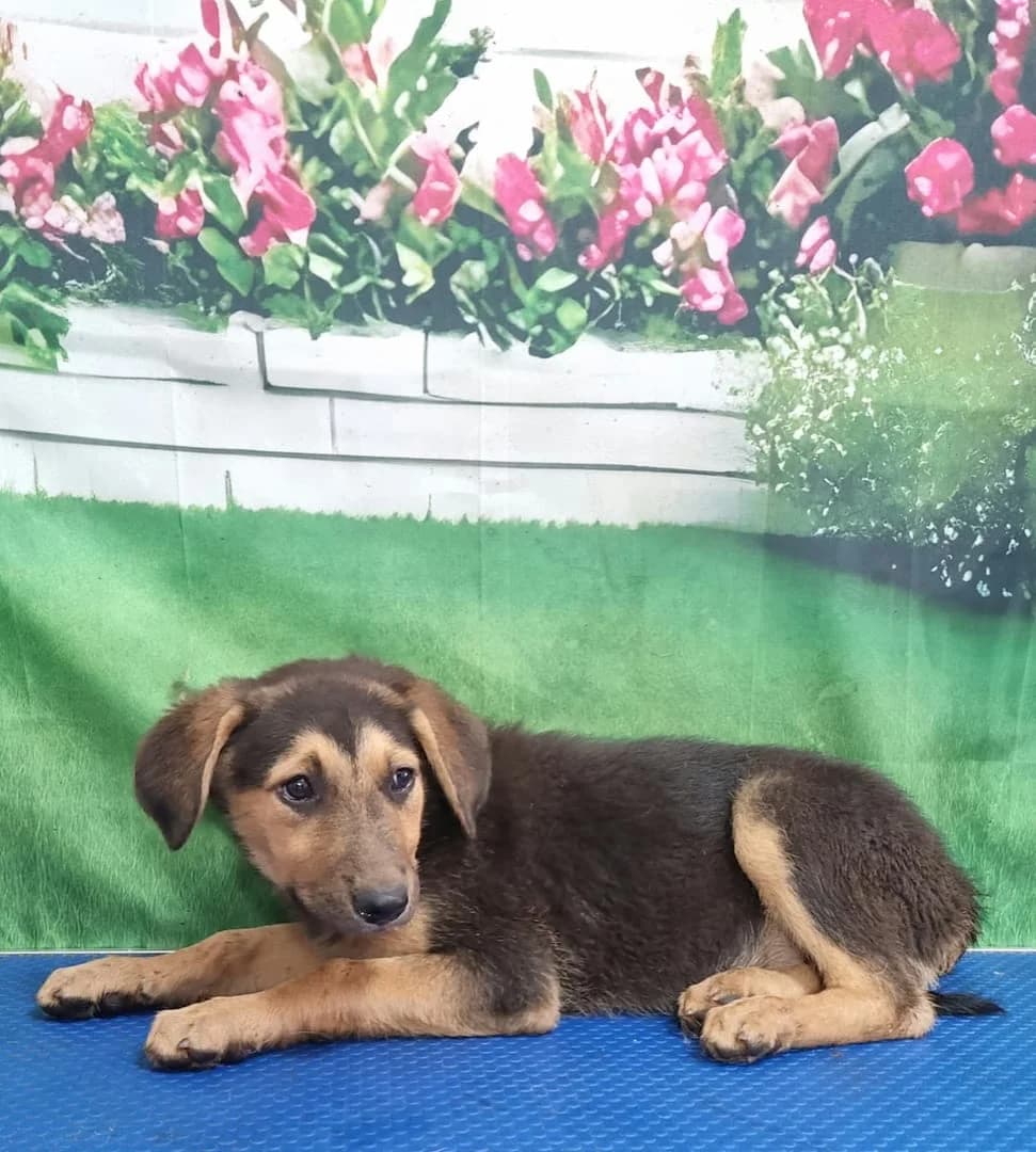 Olga, Negru female puppy Mixed Breed for adoption at ASPA București — Catalog Câini