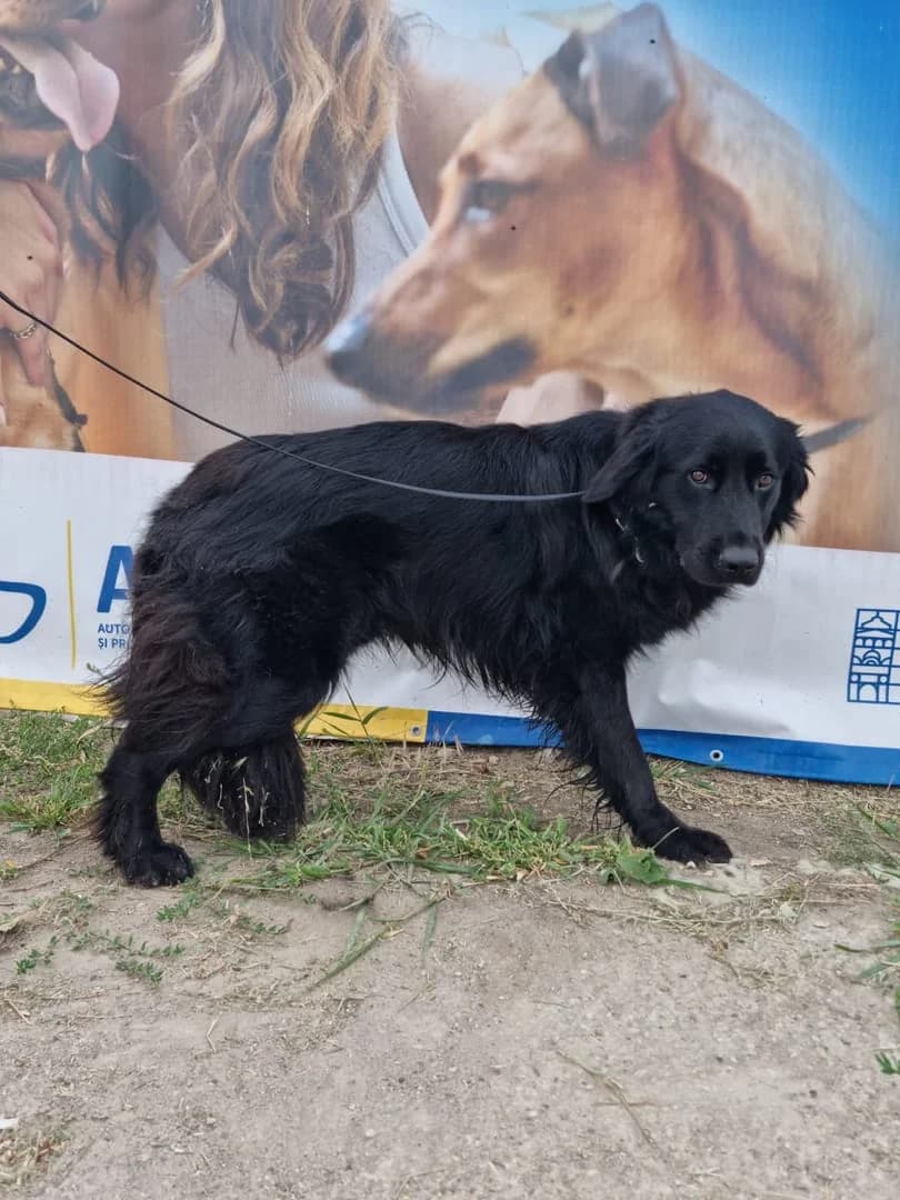 Cox, Negru male 3yo Mixed Breed for adoption at ASPA București — Catalog Câini