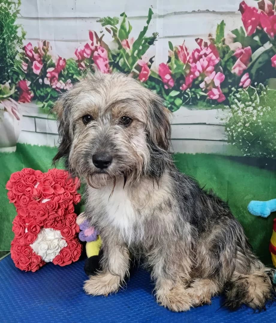 Toby, Gri male young Mixed Breed for adoption at ASPA București — Catalog Câini