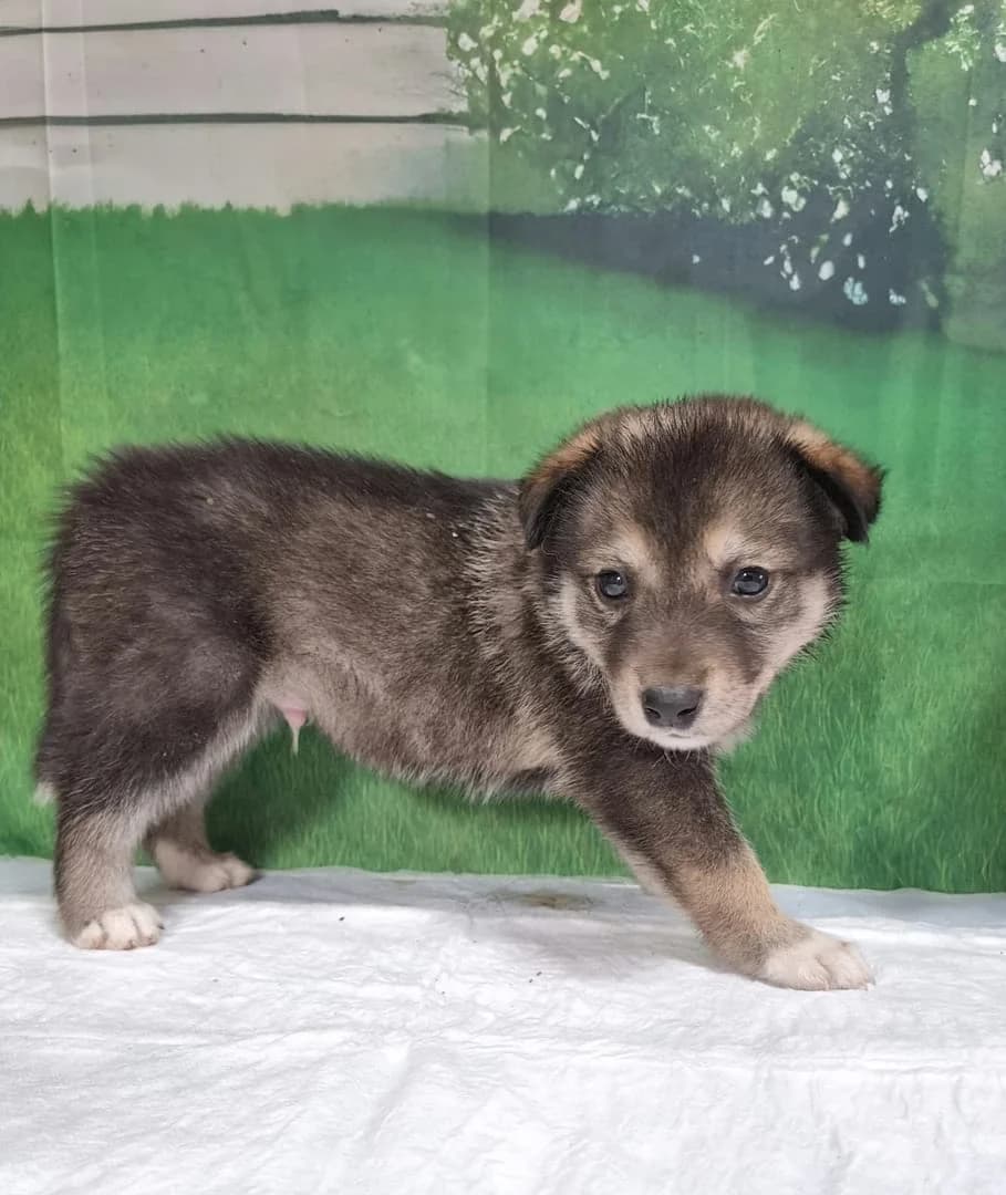 Mason, Gri male puppy Mixed Breed for adoption at ASPA București — Catalog Câini