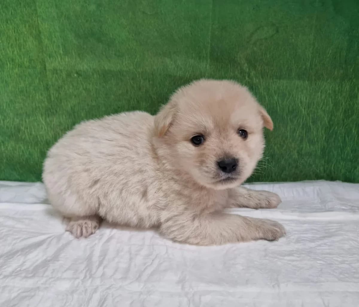Zoltan, Alb male puppy Mixed Breed for adoption at ASPA București — Catalog Câini