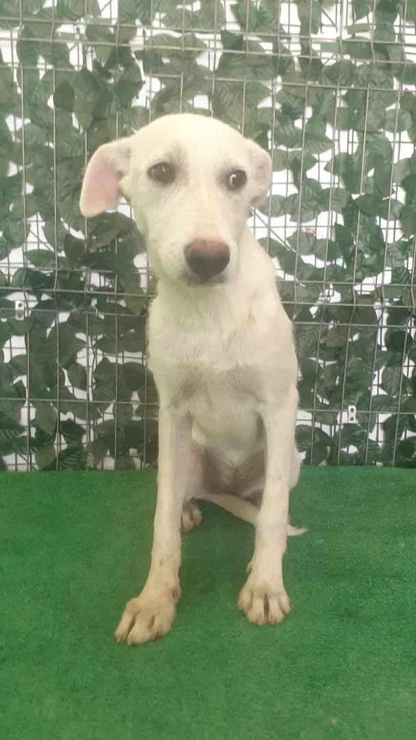Albina, Alb female puppy Mixed Breed for adoption at ASPA București — Catalog Câini