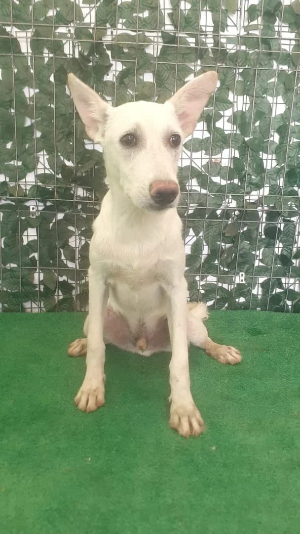 Cash, Alb male puppy Mixed Breed for adoption at ASPA București — Catalog Câini