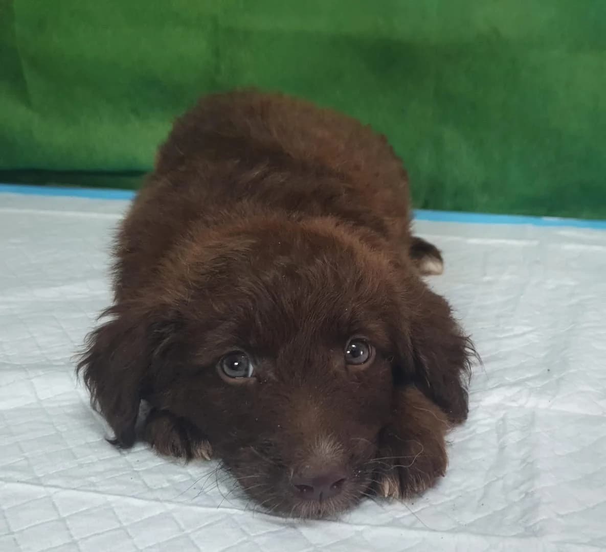 Nova, Alb female puppy Mixed Breed for adoption at ASPA București — Catalog Câini