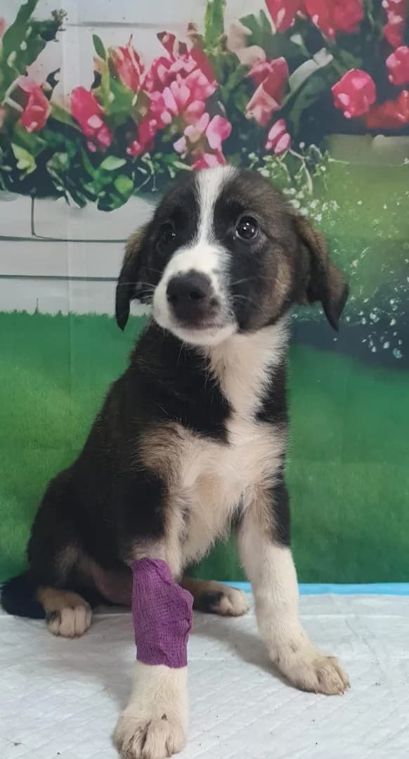 Diego, Negru male puppy Mixed Breed for adoption at ASPA București — Catalog Câini