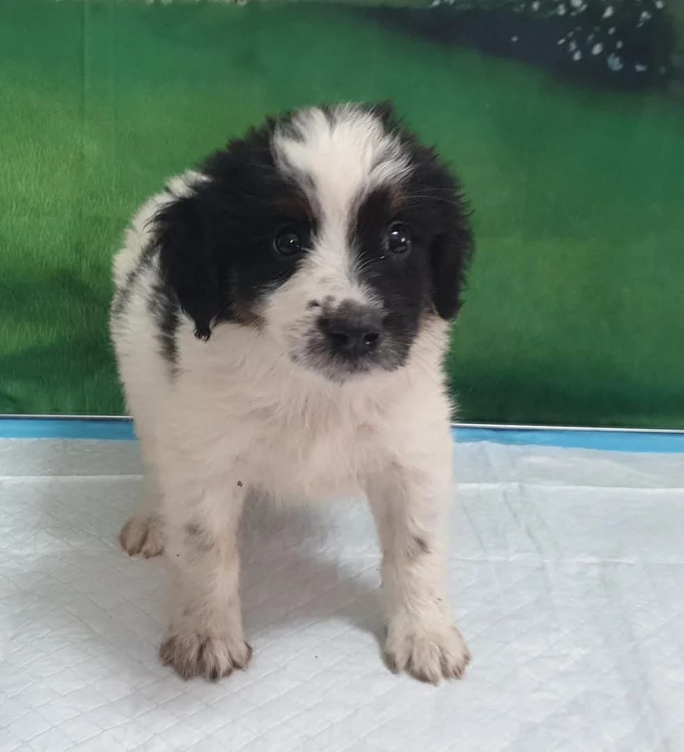 Lilly, Alb female puppy Mixed Breed for adoption at ASPA București — Catalog Câini