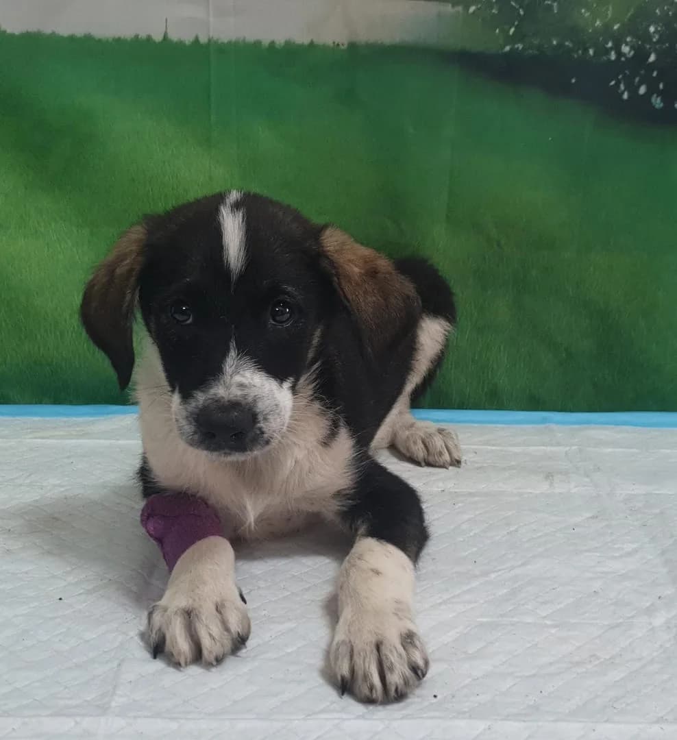 Scout, Negru male puppy Mixed Breed for adoption at ASPA București — Catalog Câini