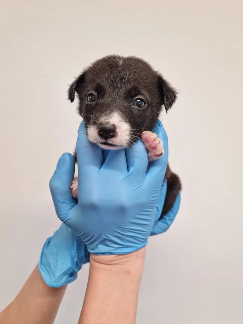 Diva, Negru female puppy Mixed Breed for adoption at ASPA București — Catalog Câini