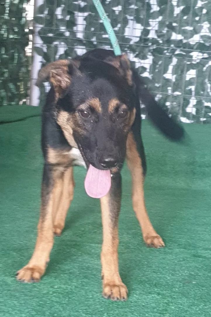 Ryder, Negru male young Mixed Breed for adoption at ASPA București — Catalog Câini