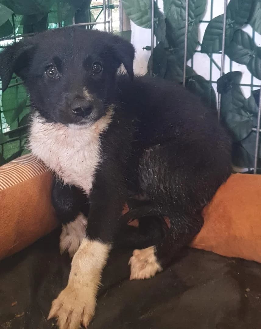 Oliver, Negru male puppy Mixed Breed for adoption at ASPA București — Catalog Câini