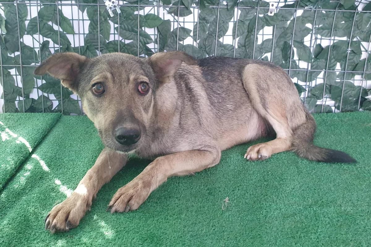 Stella, Gri female 3yo Mixed Breed for adoption at ASPA București — Catalog Câini
