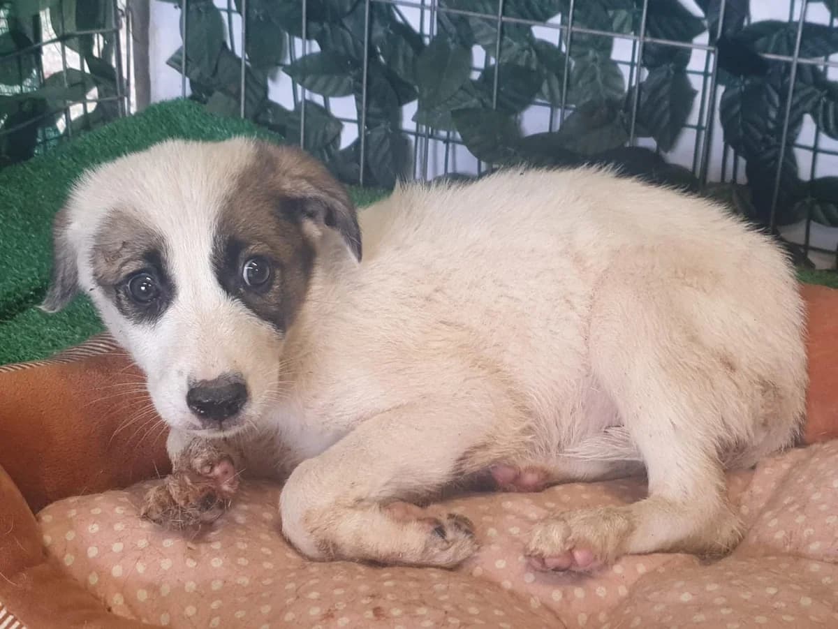 Knox, Alb male puppy Mixed Breed for adoption at ASPA București — Catalog Câini