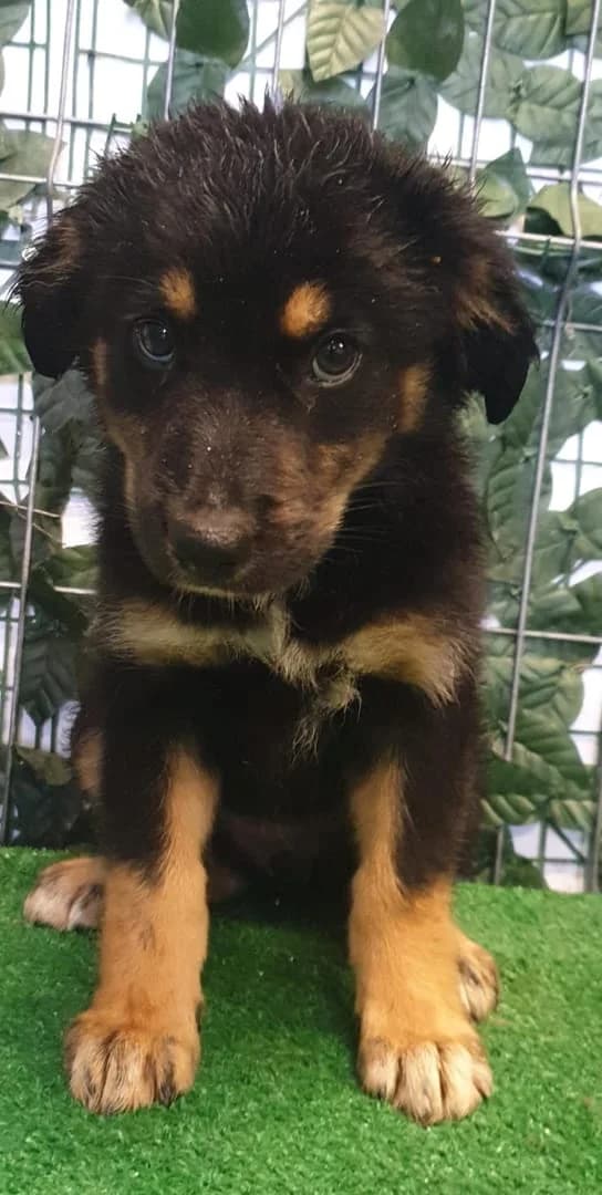 Axel, Negru female puppy Mixed Breed for adoption at ASPA București — Catalog Câini