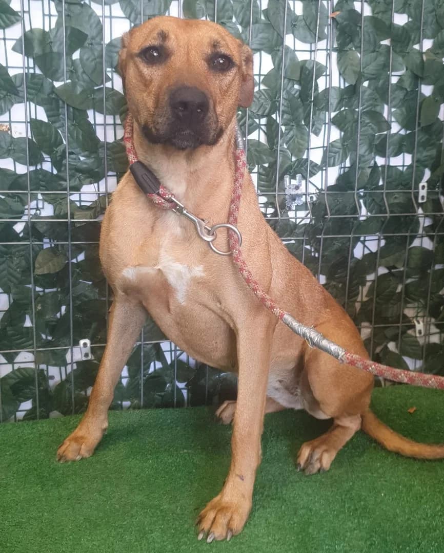 Penny, Roșcat female young Mixed Breed for adoption at ASPA București — Catalog Câini