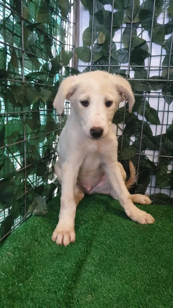 Oliver, Alb male puppy Mixed Breed for adoption at ASPA București — Catalog Câini