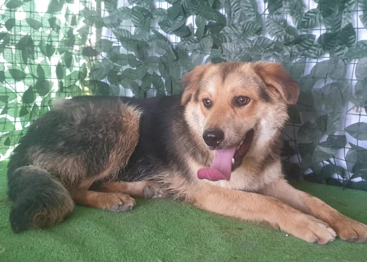 Coco, Negru male young Mixed Breed for adoption at ASPA București — Catalog Câini