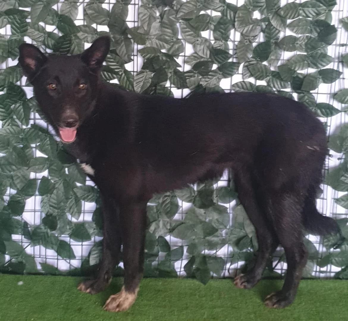 Mia, Negru female young Mixed Breed for adoption at ASPA București — Catalog Câini