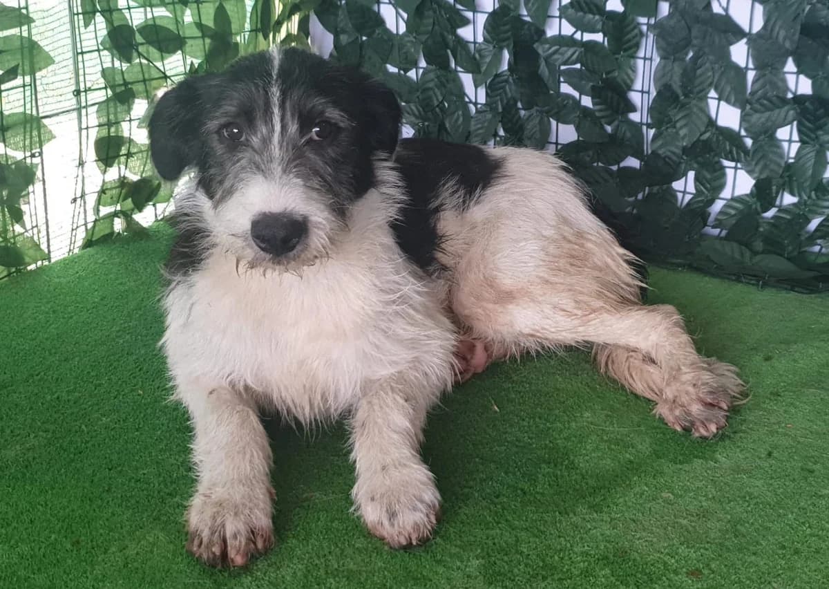Princess, Alb female puppy Mixed Breed for adoption at ASPA București — Catalog Câini
