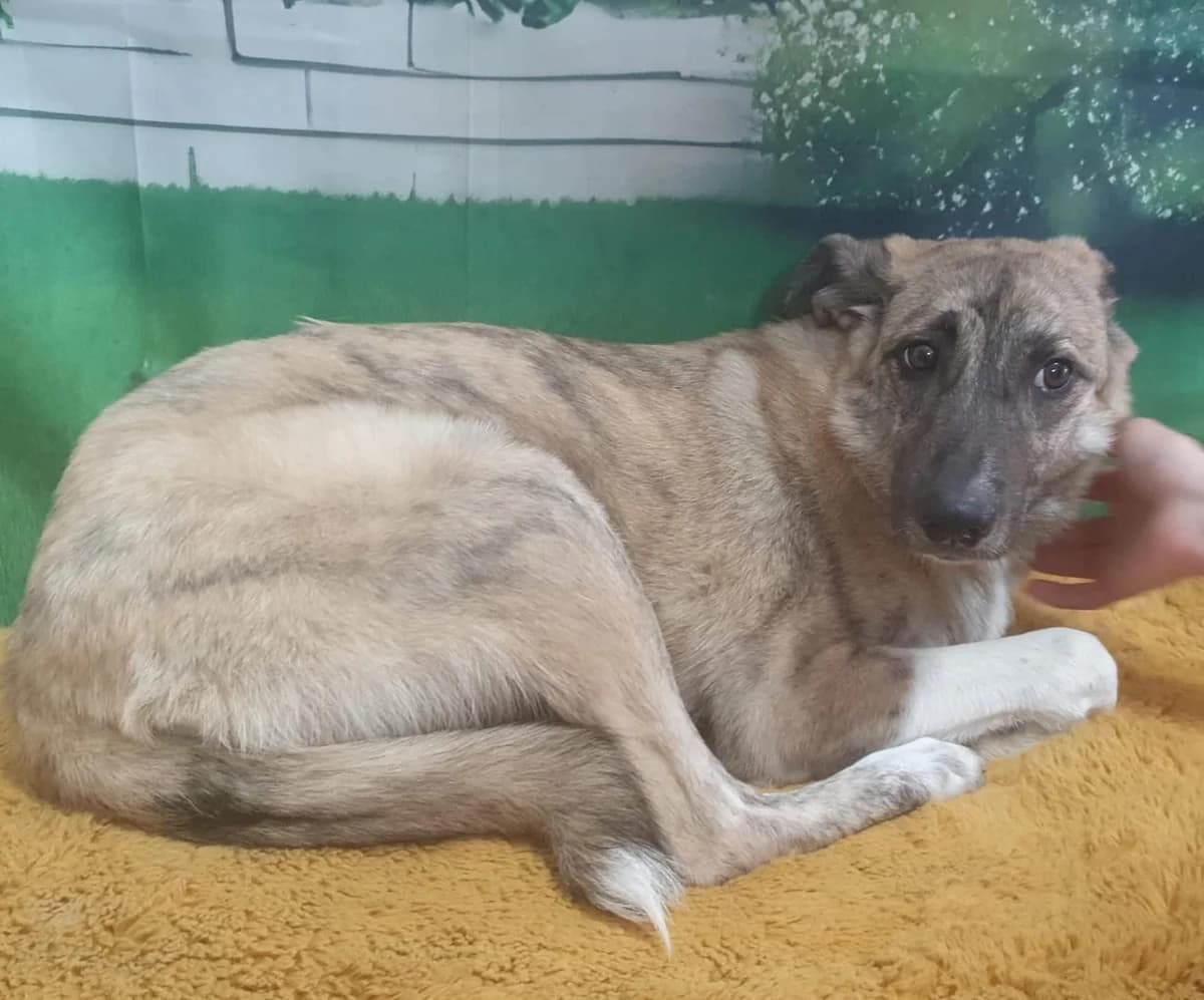 Queen, Bej female young Mixed Breed for adoption at ASPA București — Catalog Câini