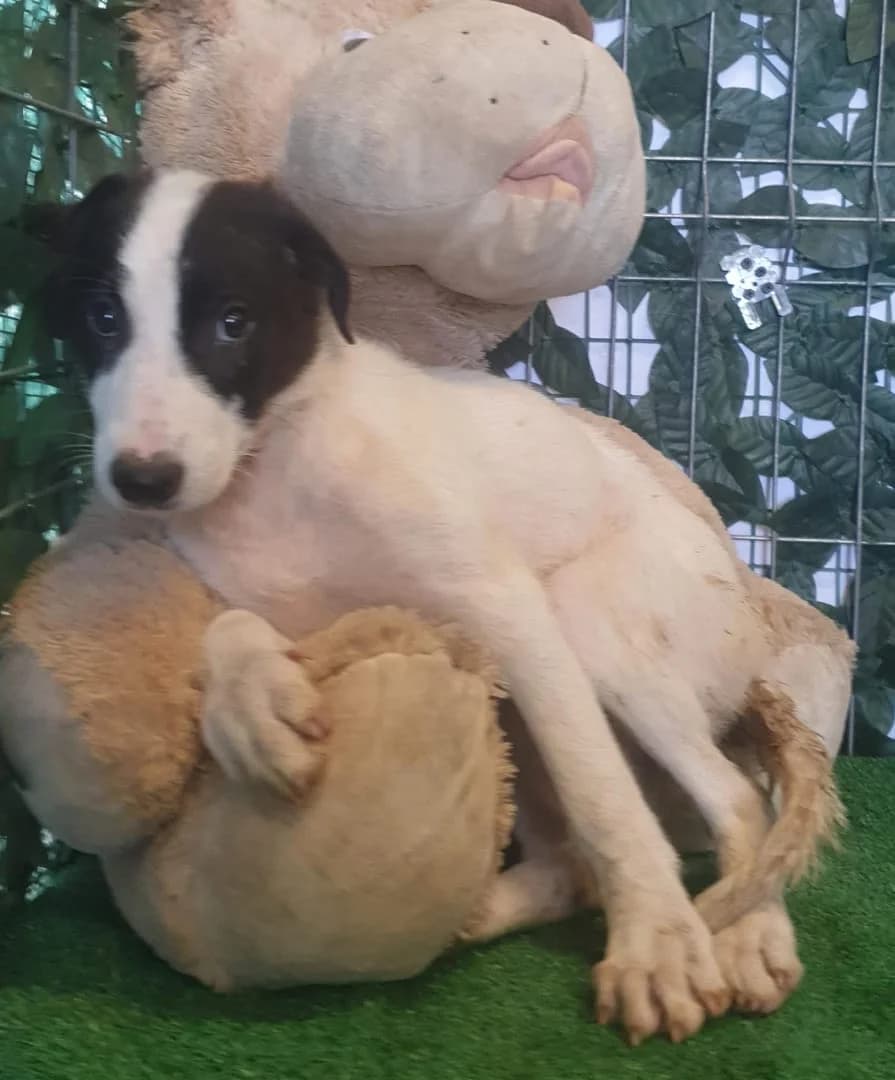 Queen, Alb female puppy Mixed Breed for adoption at ASPA București — Catalog Câini