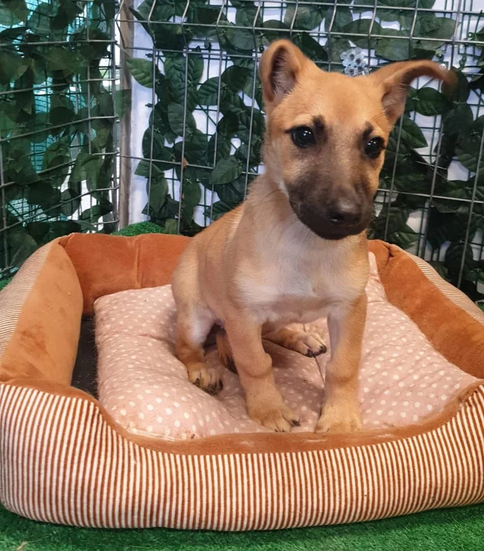 Gracie, Maro female puppy Mixed Breed for adoption at ASPA București — Catalog Câini