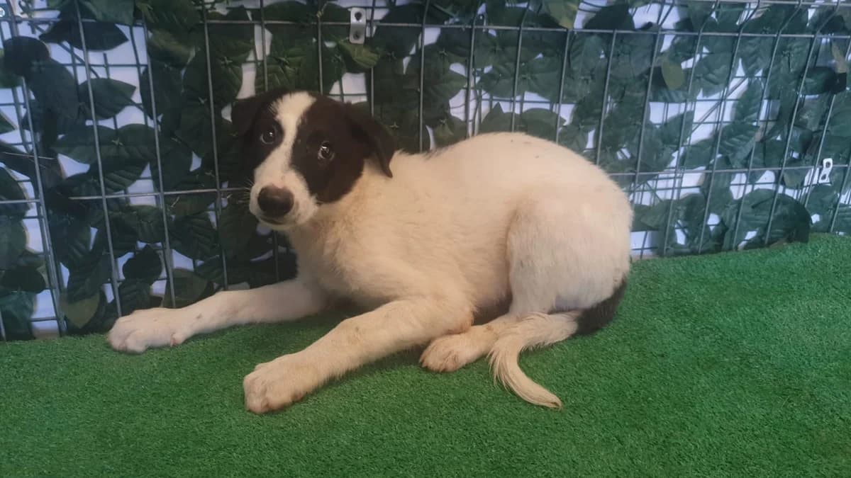Ronny, Alb male puppy Mixed Breed for adoption at ASPA București — Catalog Câini