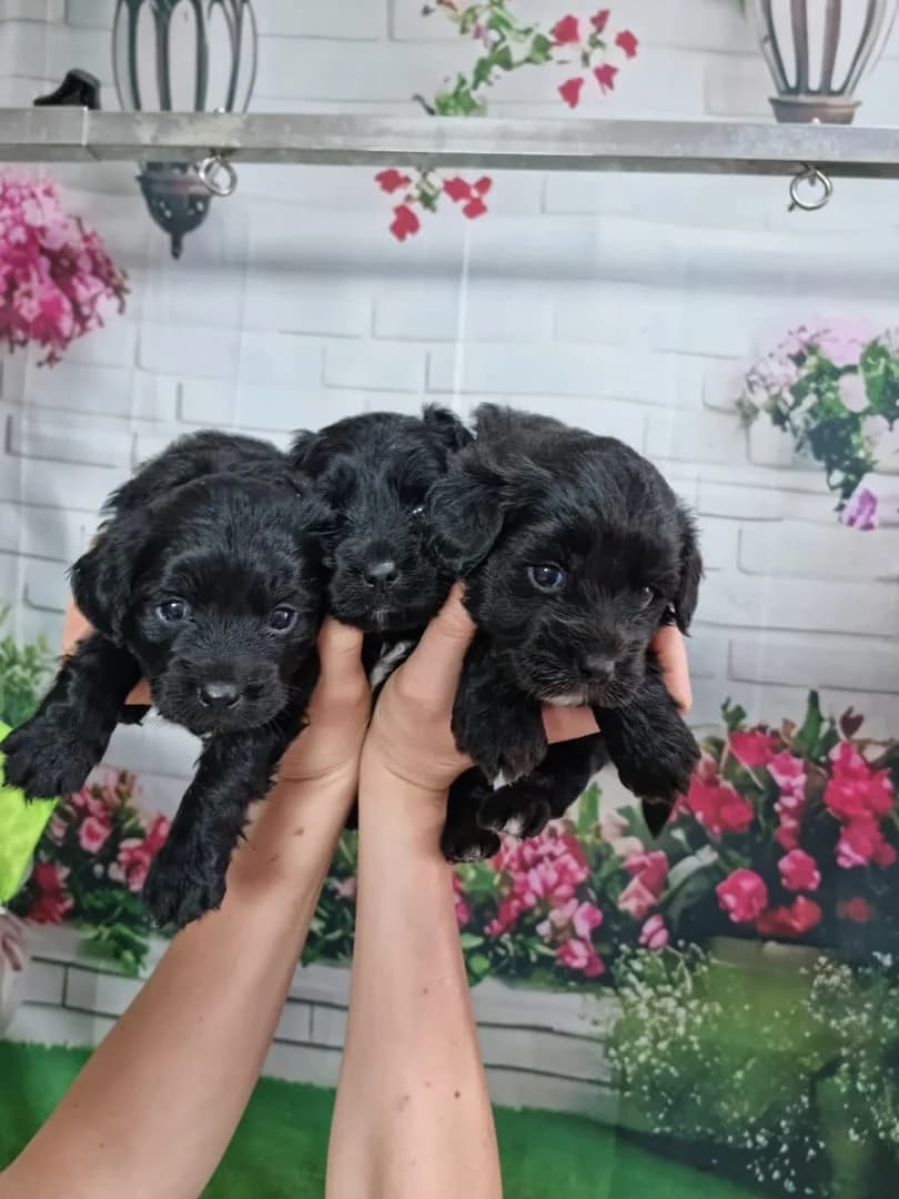 Bentley, Negru male puppy Mixed Breed for adoption at ASPA București — Catalog Câini