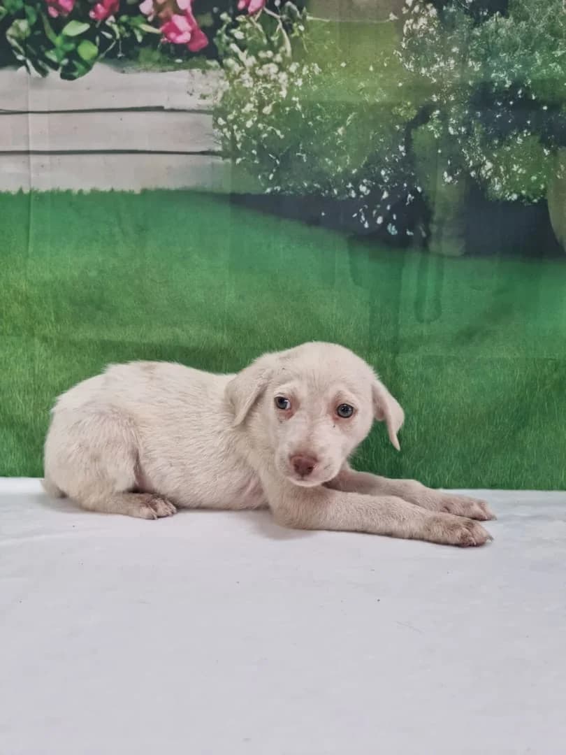 Grace, Crem female puppy Mixed Breed for adoption at ASPA București — Catalog Câini