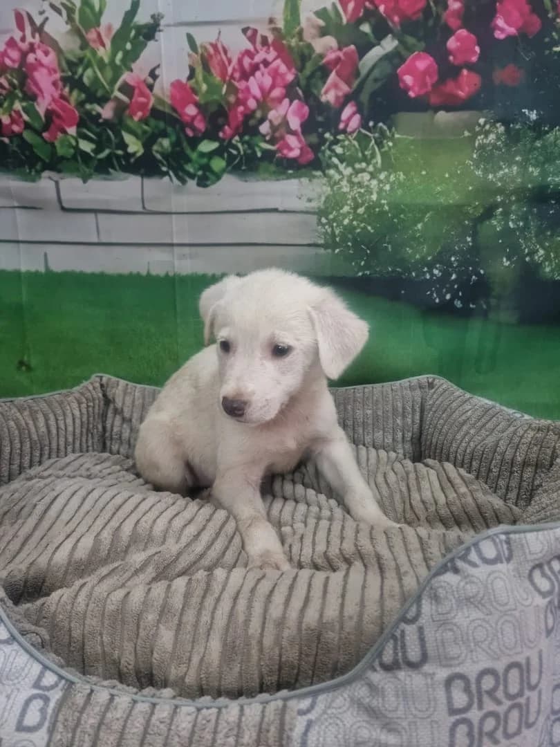 Princess, Crem female puppy Mixed Breed for adoption at ASPA București — Catalog Câini