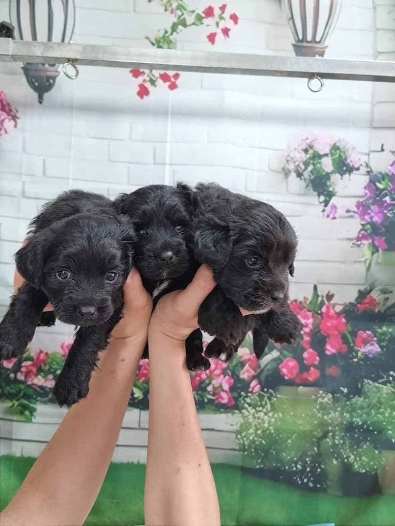 Louie, Negru male puppy Mixed Breed for adoption at ASPA București — Catalog Câini