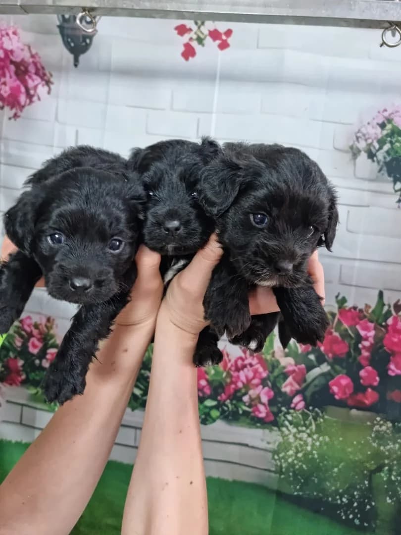 Pitulice, Negru male puppy Mixed Breed for adoption at ASPA București — Catalog Câini