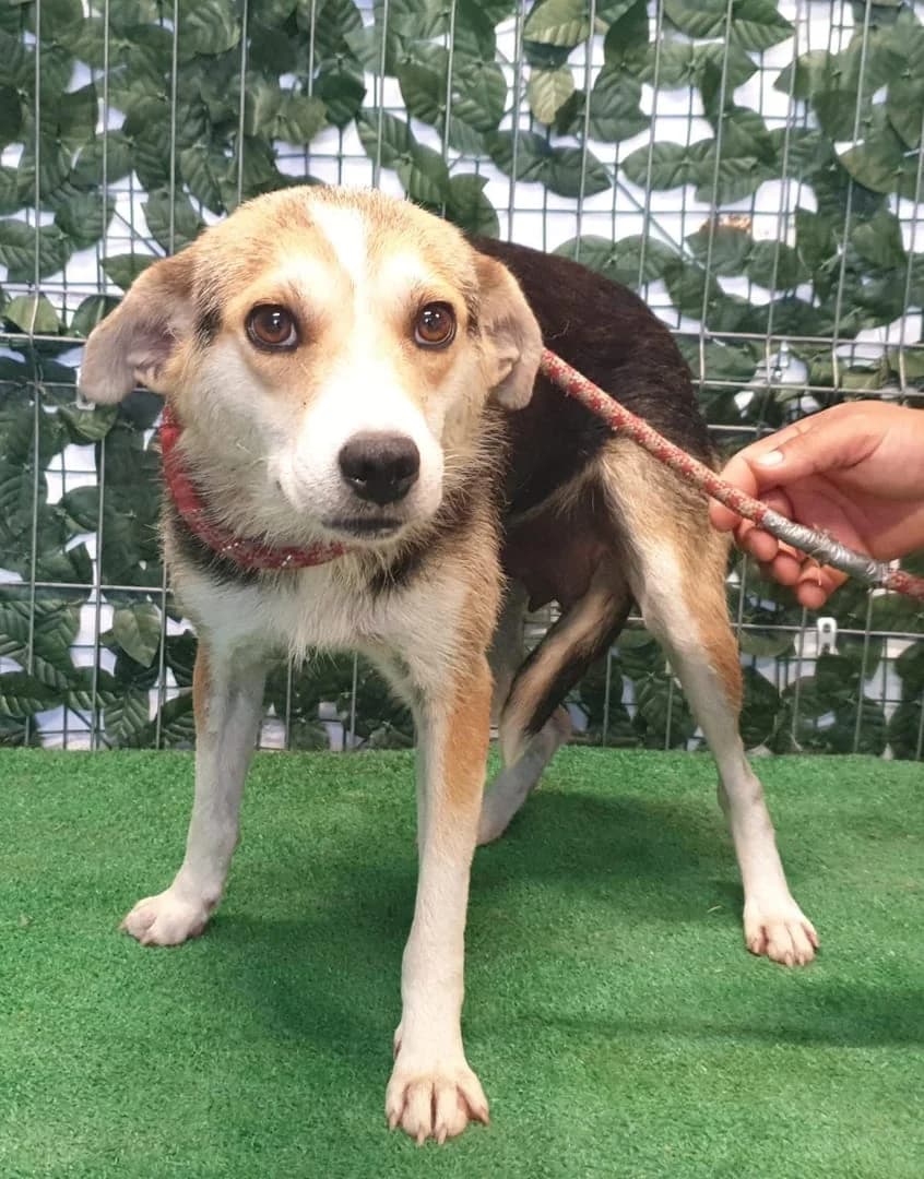 Lilly, Negru female young Mixed Breed for adoption at ASPA București — Catalog Câini