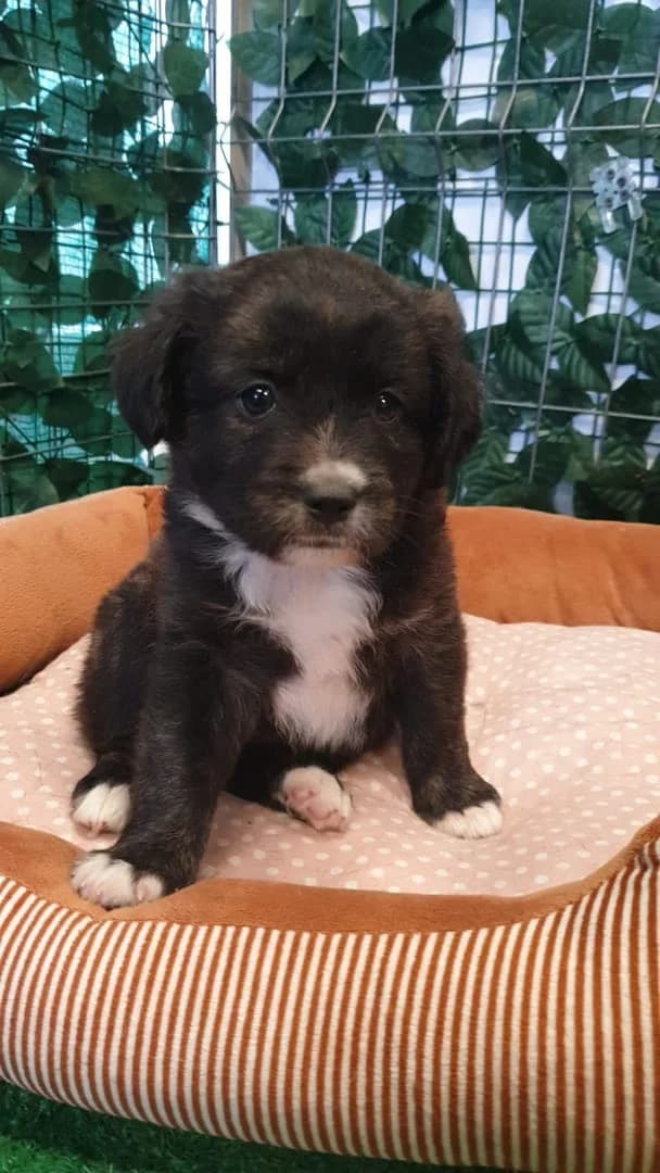 Milo, Negru male puppy Mixed Breed for adoption at ASPA București — Catalog Câini