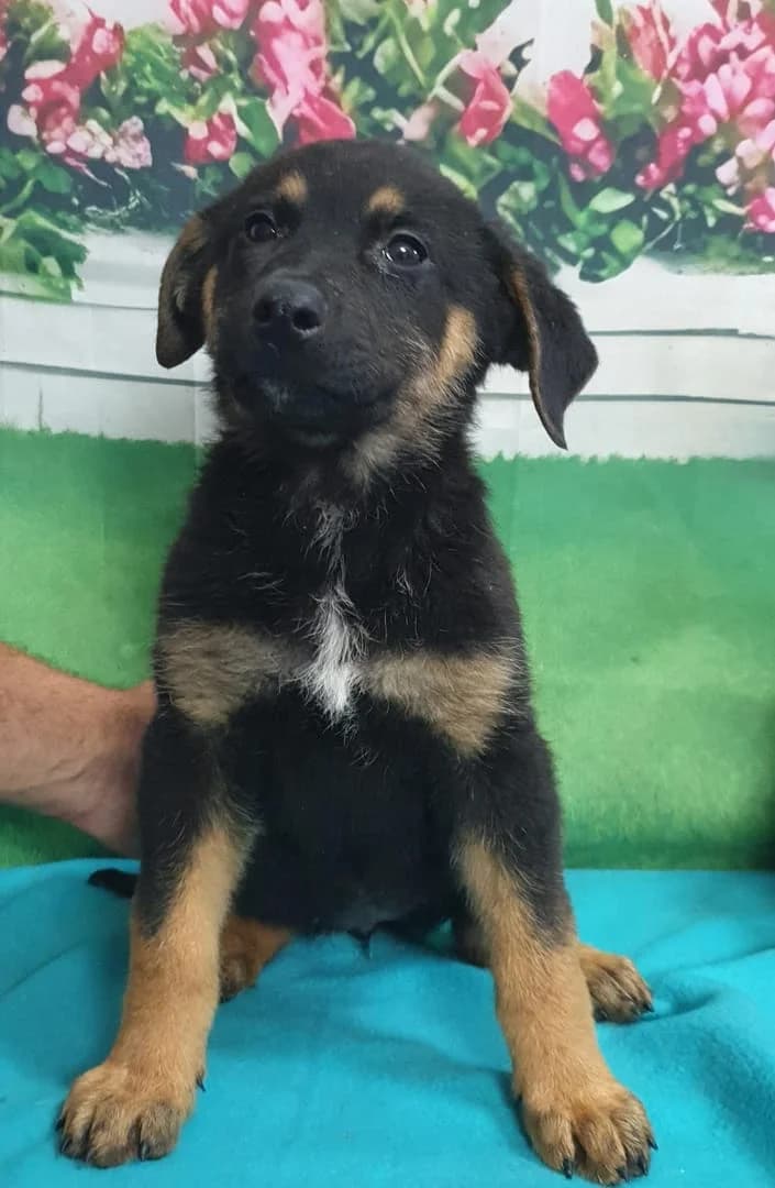 Lola, Negru female puppy Mixed Breed for adoption at ASPA București — Catalog Câini