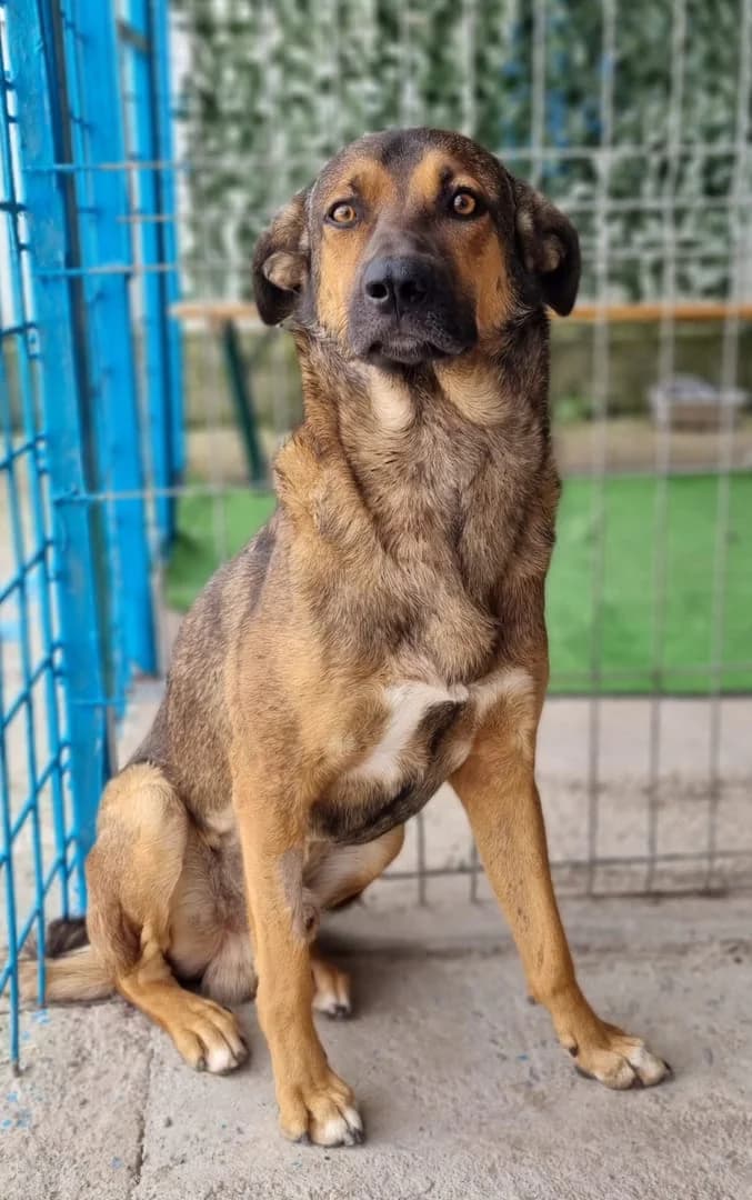Bruno, Maro male young Mixed Breed for adoption at ASPA București — Catalog Câini
