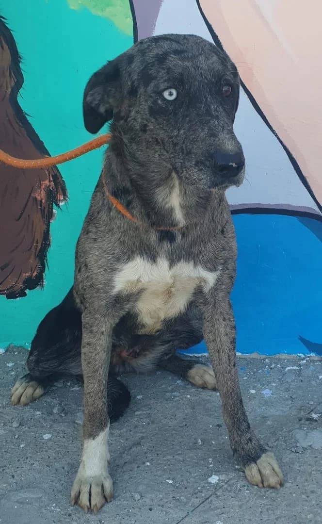 Sasha, Gri female young Mixed Breed for adoption at ASPA București — Catalog Câini