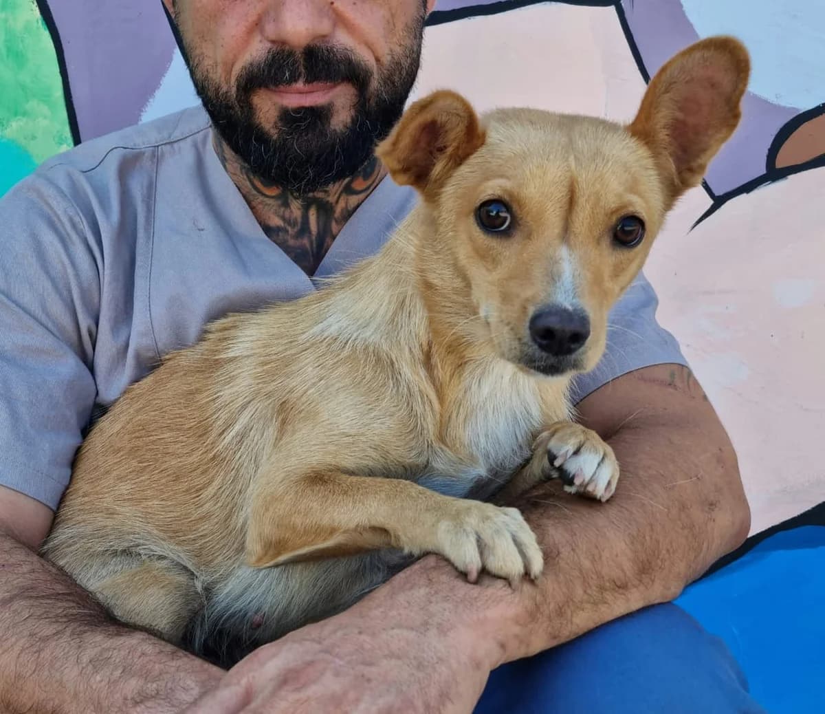 Mia, Bej female young Mixed Breed for adoption at ASPA București — Catalog Câini