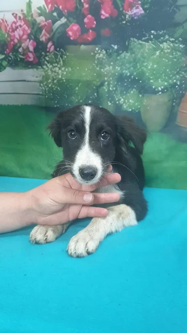 Nala, Negru female puppy Mixed Breed for adoption at ASPA București — Catalog Câini