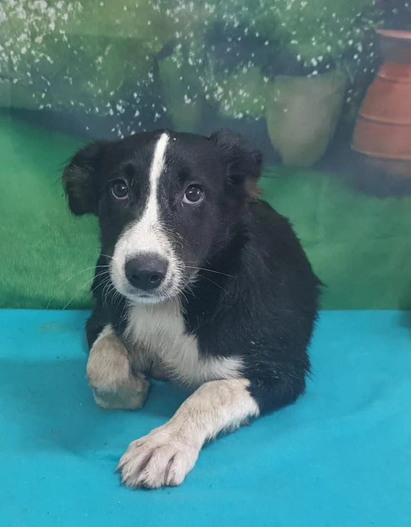Freya, Negru female puppy Mixed Breed for adoption at ASPA București — Catalog Câini
