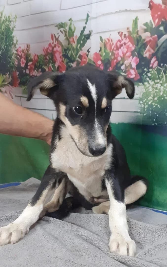 Phoenix, Negru male puppy Mixed Breed for adoption at ASPA București — Catalog Câini
