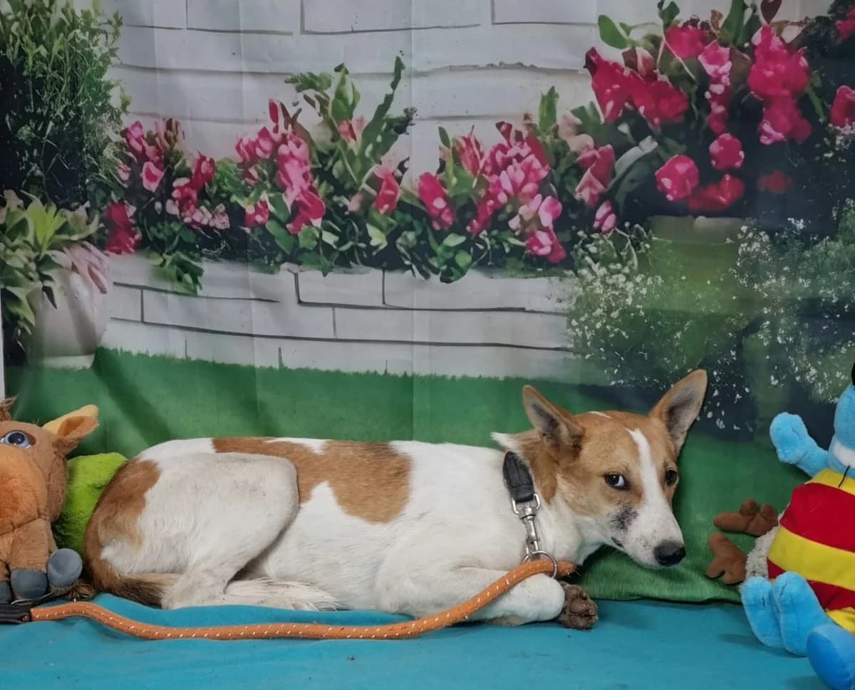 Nova, Alb female young Mixed Breed for adoption at ASPA București — Catalog Câini