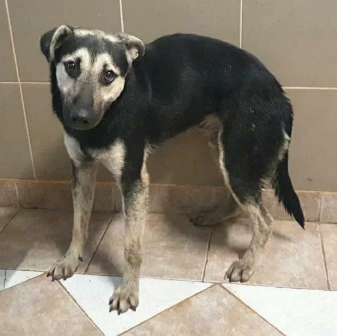 Otis, Negru male young Mixed Breed for adoption at ASPA București — Catalog Câini