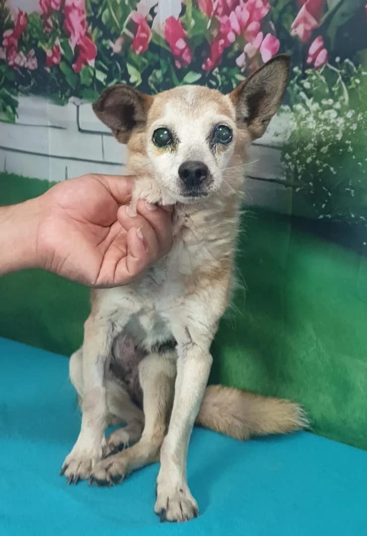 Diva, Maro female senior Mixed Breed for adoption at ASPA București — Catalog Câini